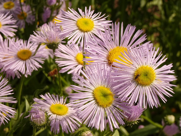 Мелколепестник симпатичный - Erigeron pulchellus