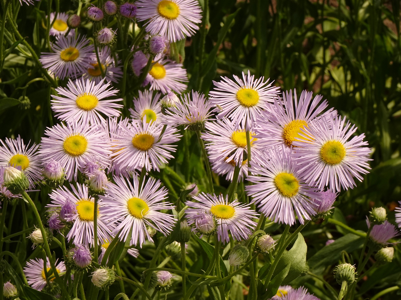 DSC04253