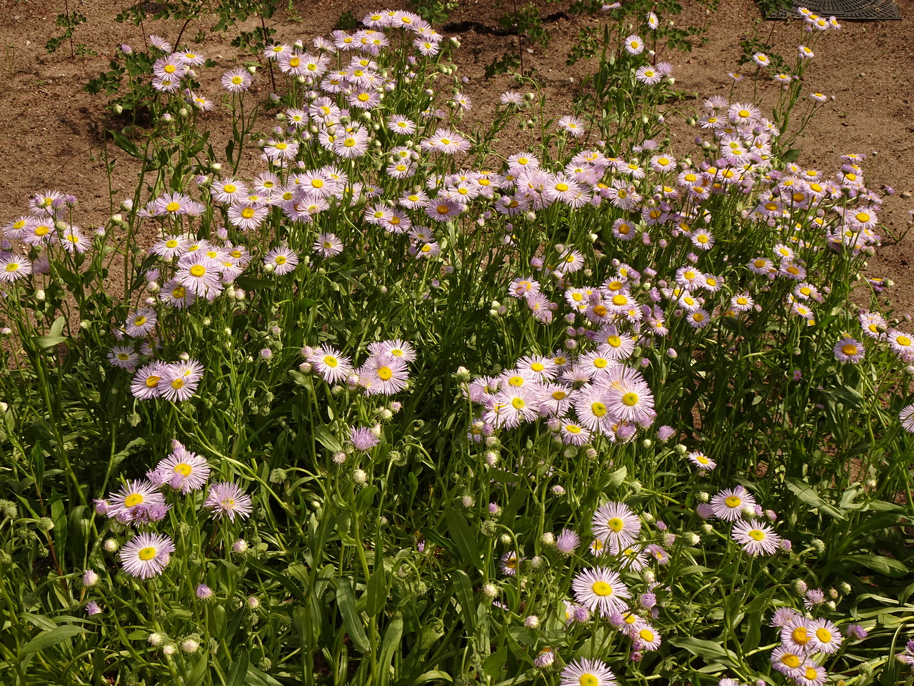 DSC04254
