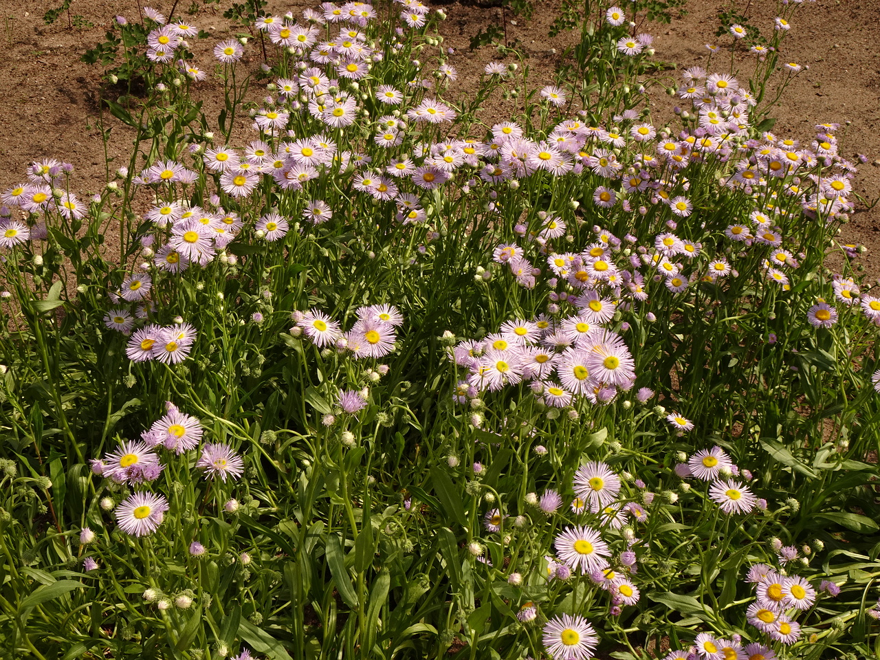 DSC04255