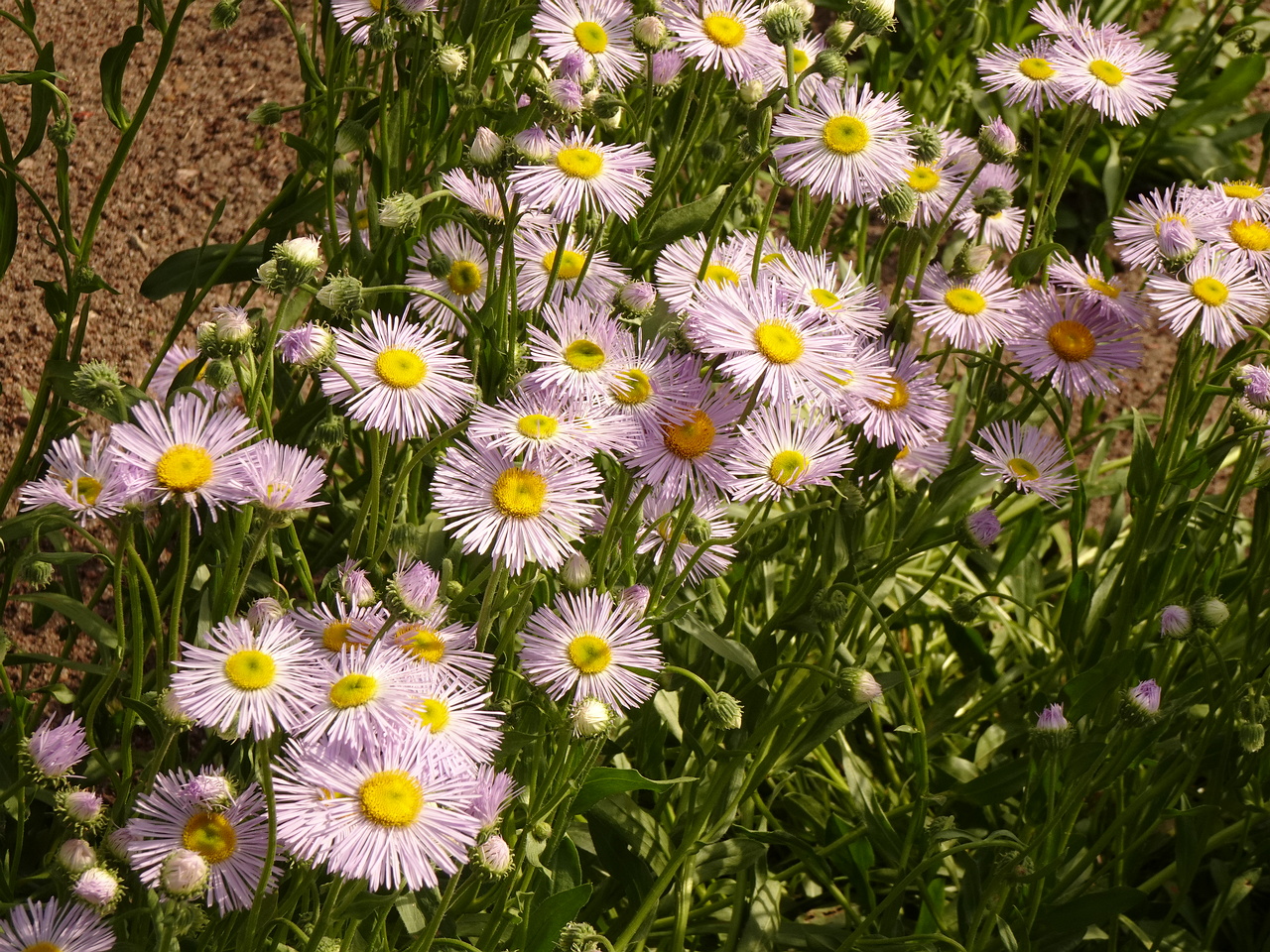 DSC04256