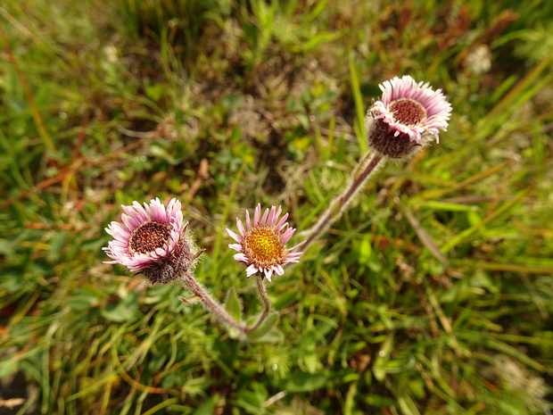 Мелколепистник низкий - Erigeron humilis