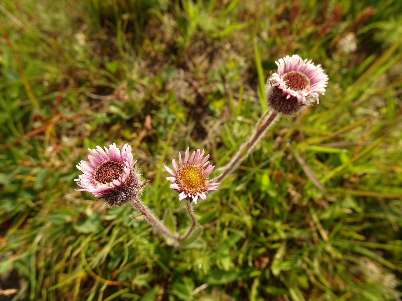 Erigeron humilis 23-Jul-19 _ 12_28_22