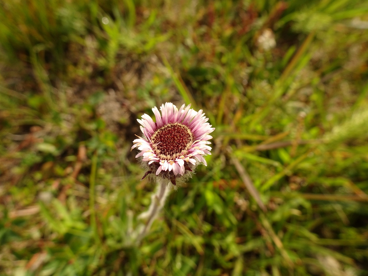 Erigeron humilis 23-Jul-19 _ 12_28_28