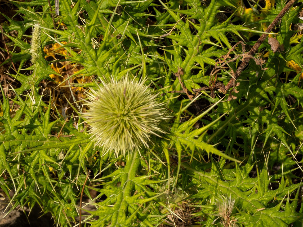 Echinops spinosissimus _2025-05-13_1-7