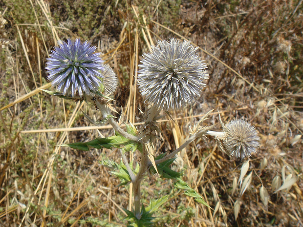 Мордовник обыкновенный - Echinops ritro