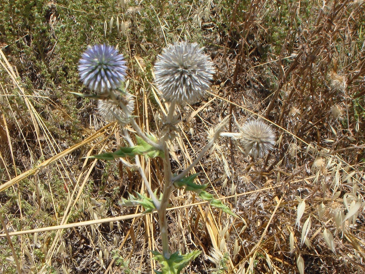 DSC02781