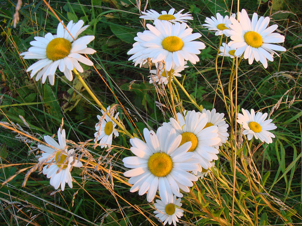Нивяник обыкновенный - Leucanthemum vulgare