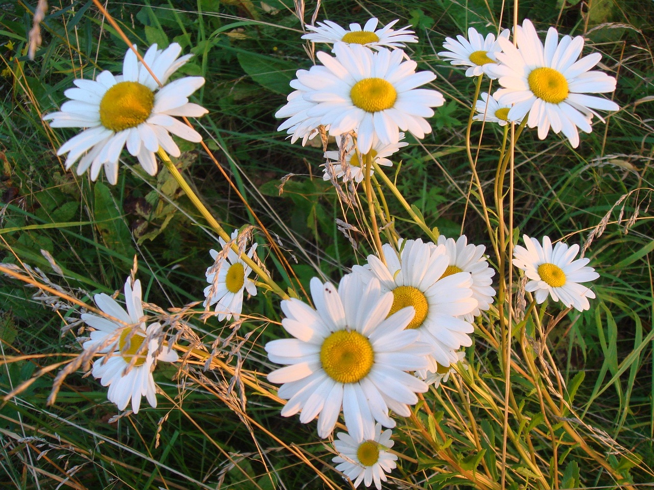 DSC00500