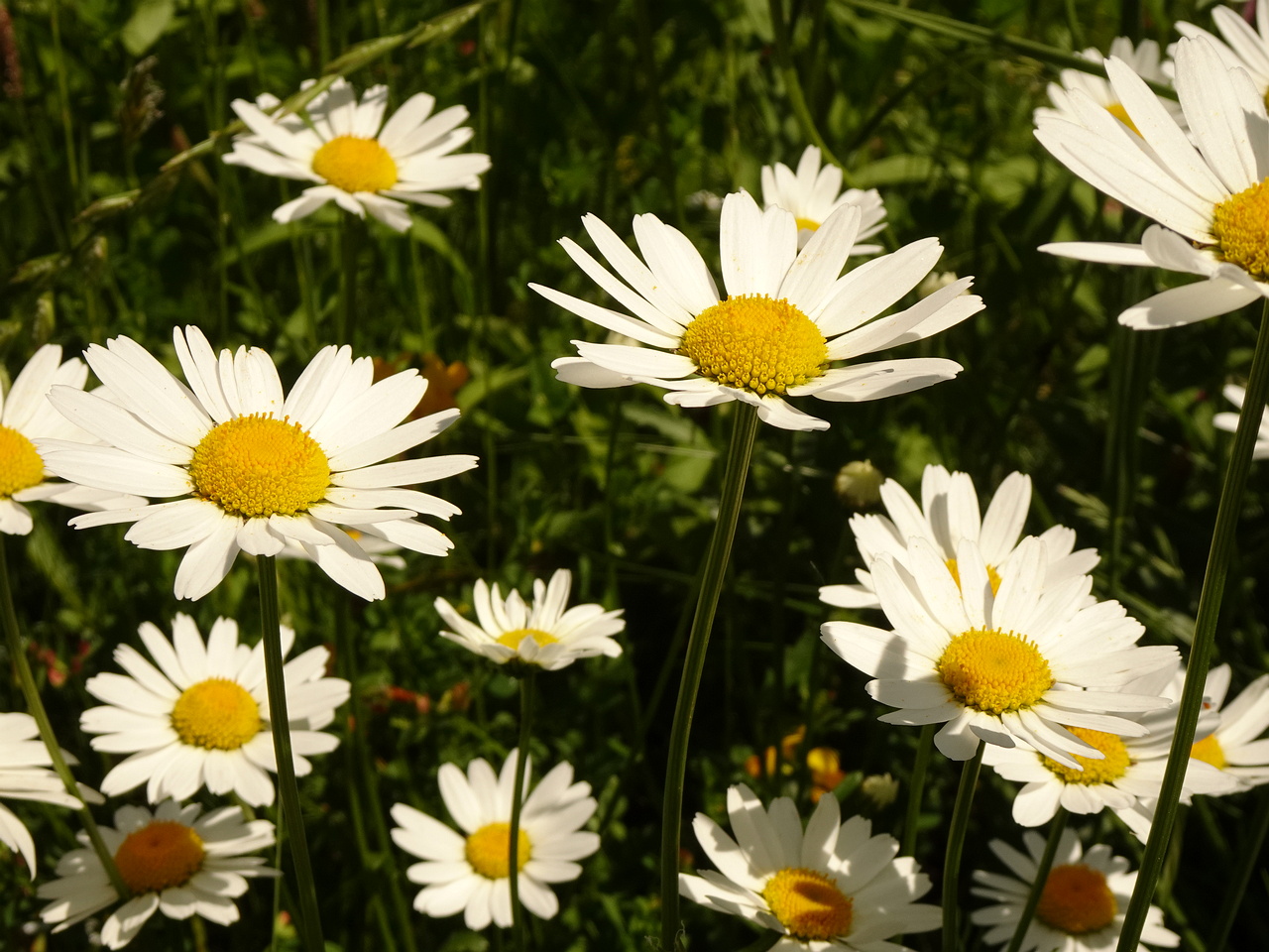 DSC01850
