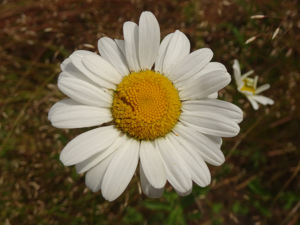 DSC08427