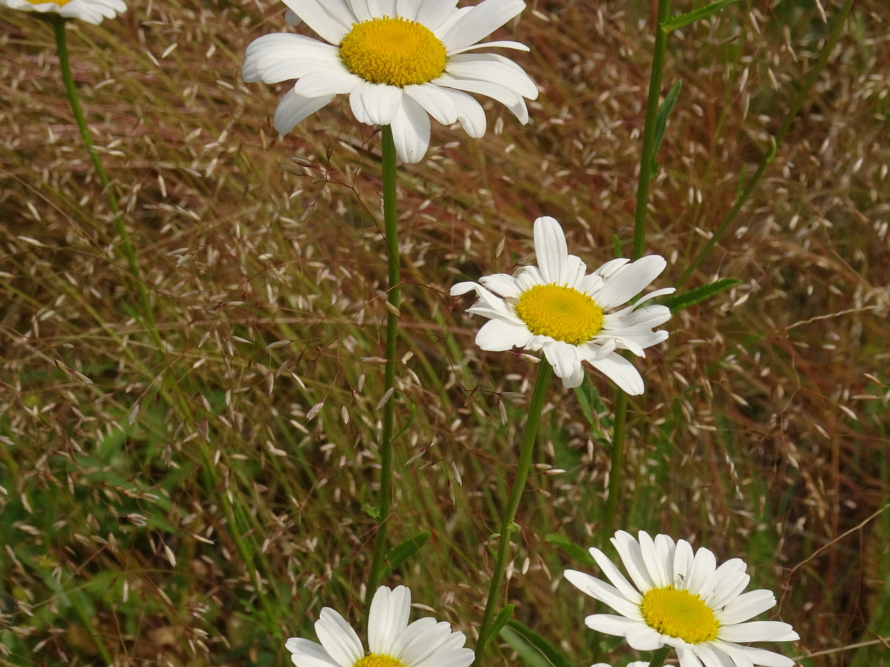 DSC08428