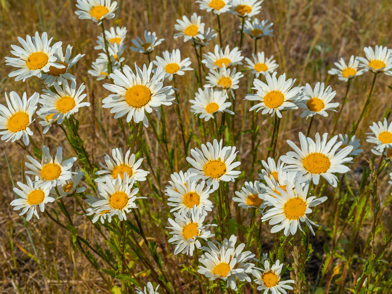 _paekalda_dry_grass_field-304246
