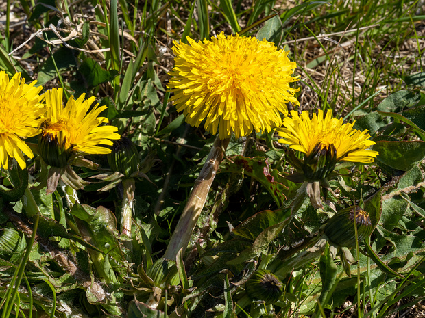 Одуванчик лекарственный - Taraxacum officinale