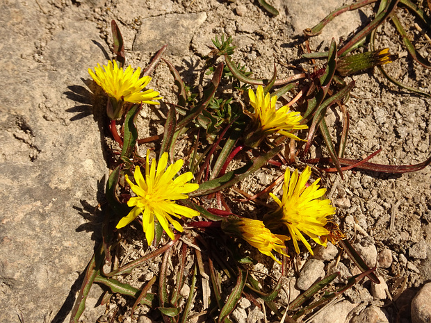Одуванчик шведский - Taraxacum suecicum