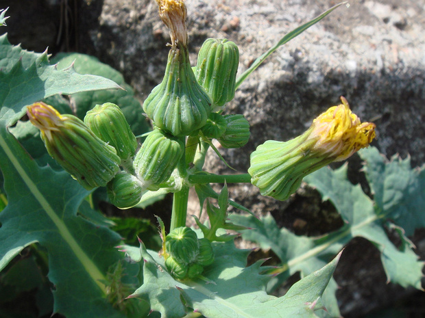 Осот огородный - Sonchus oleraceus