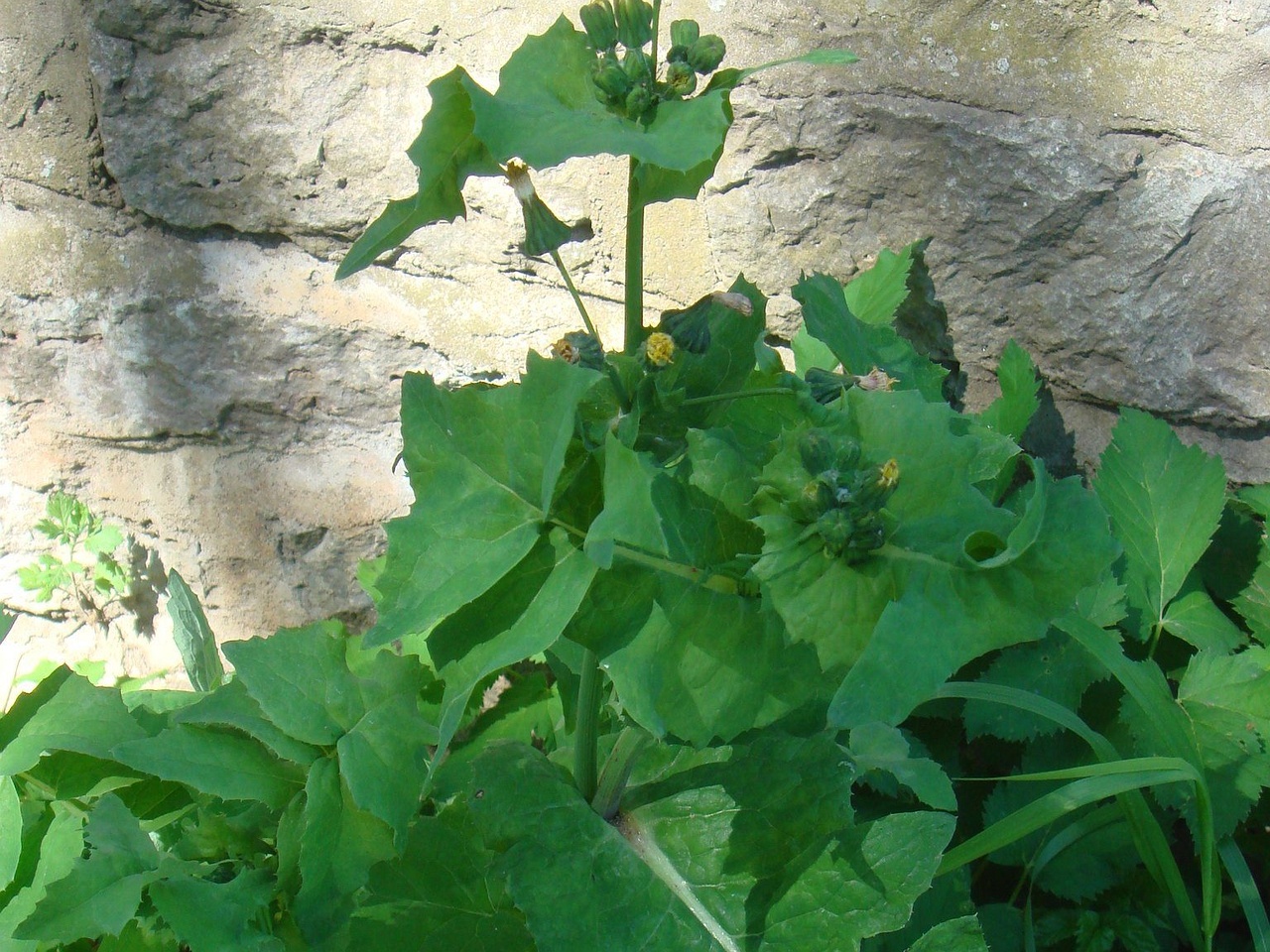 DSC01729