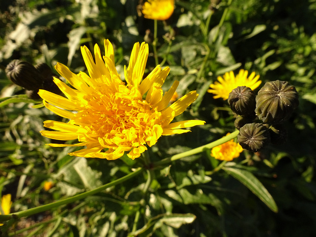 Осот полевой - Sonchus arvensis