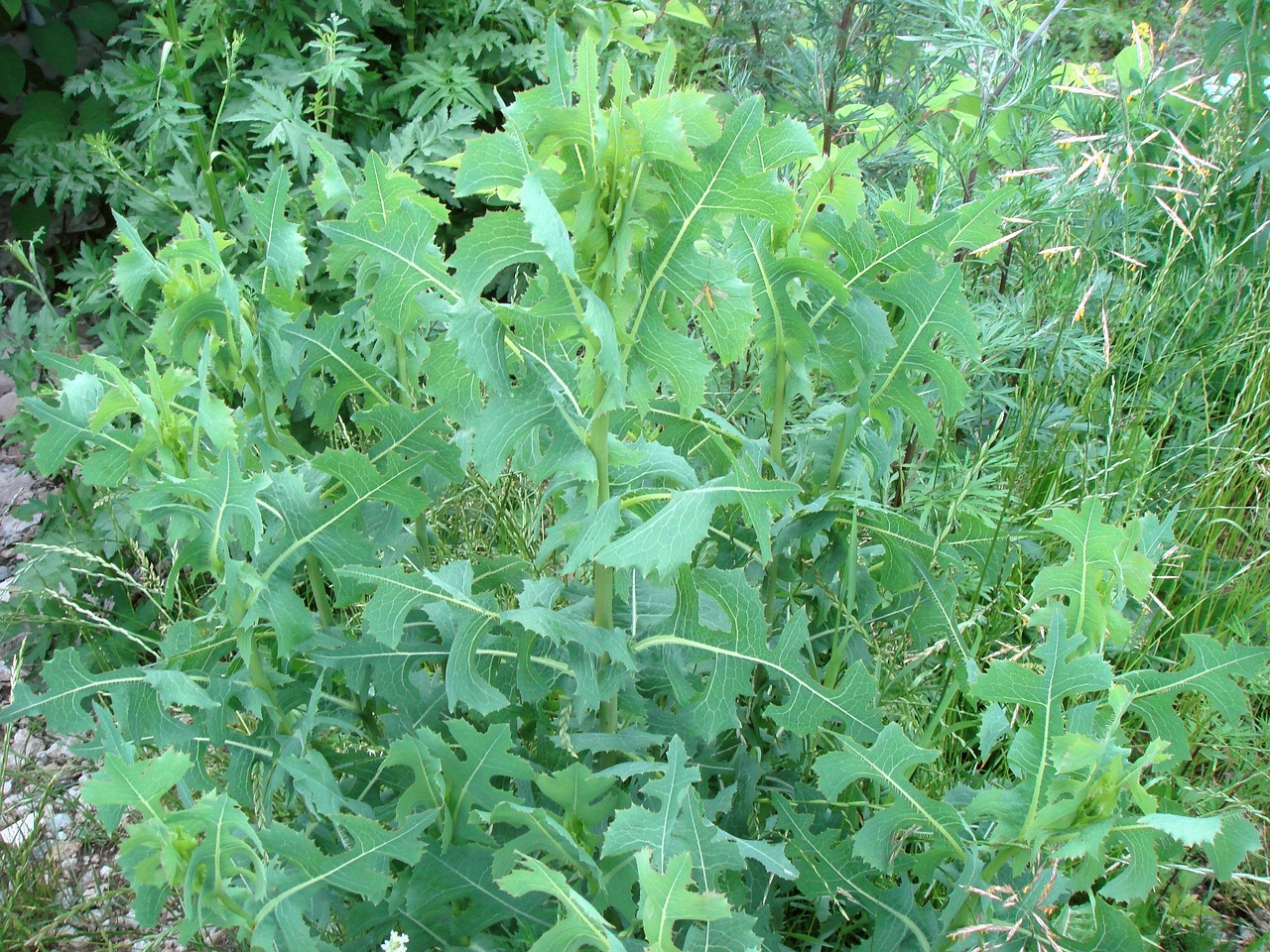 DSC07656