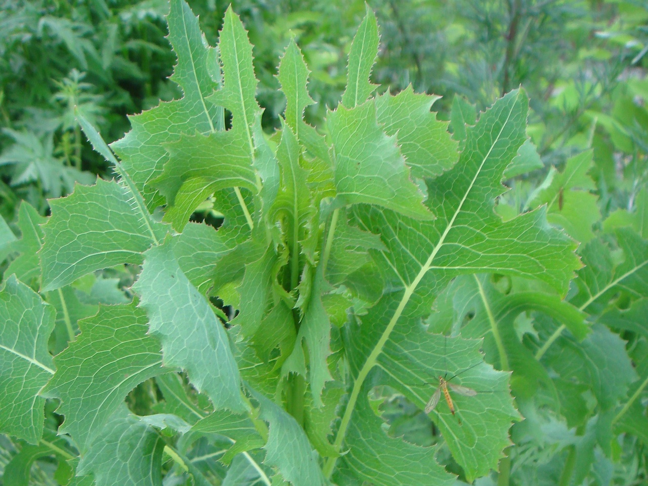 DSC07657