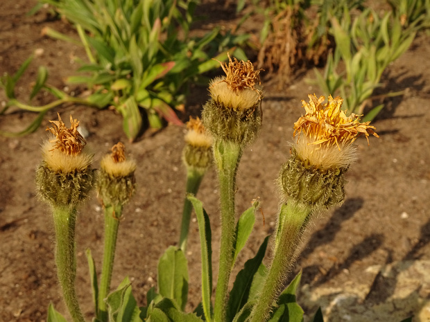 Пазник одноцветный - Hypochaeris uniflora