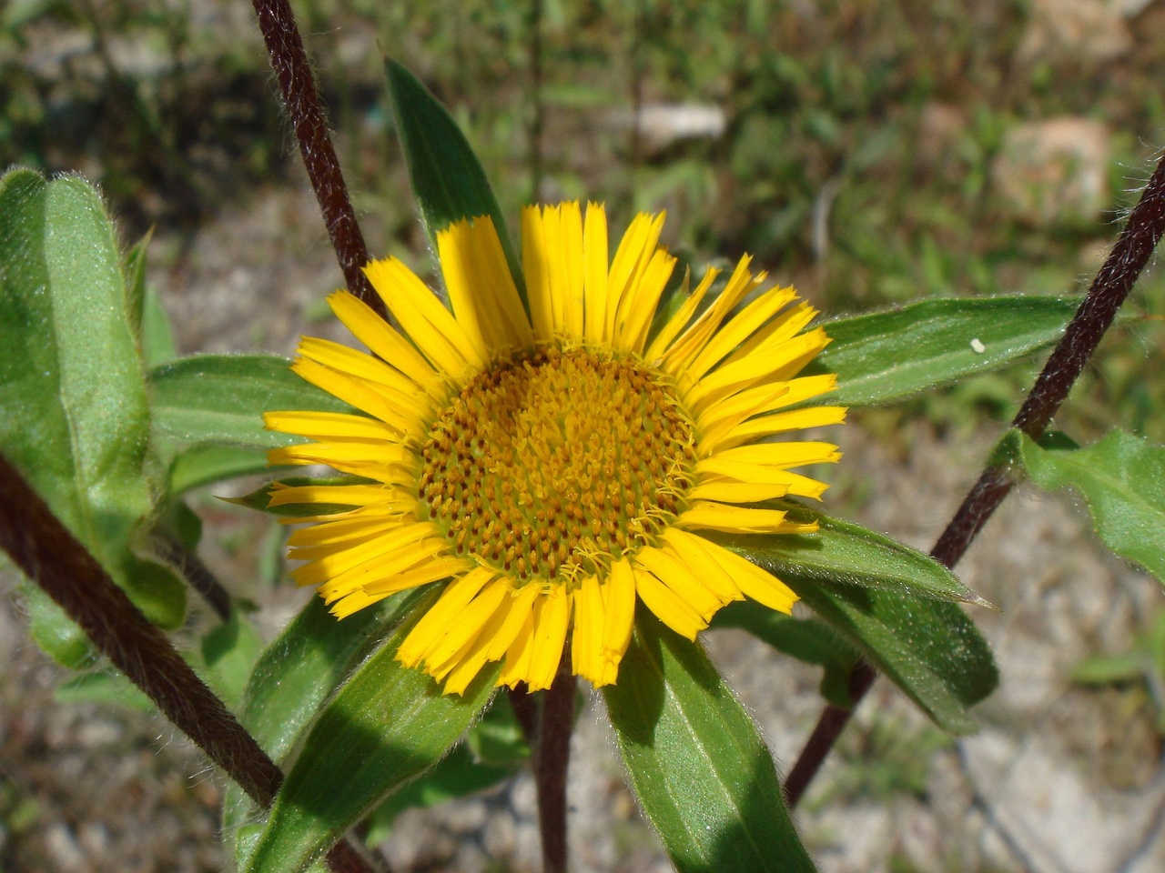 DSC07280