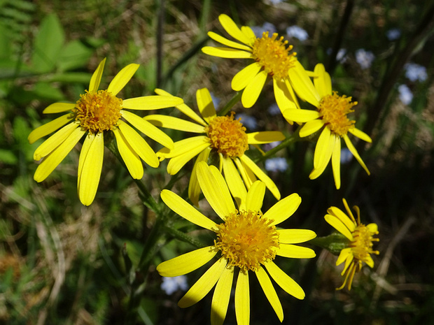 Пепельник цельнолистный - Tephroseris integrifolia