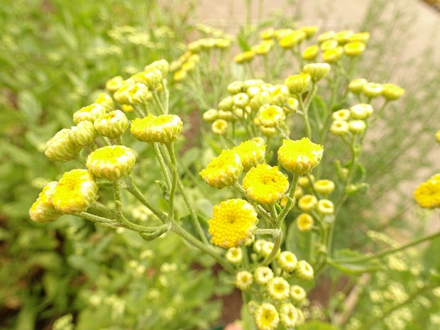 Пижма бальзамическая - Tanacetum balsamita