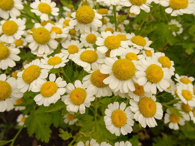 Пижма девичья - Tanacetum parthenium