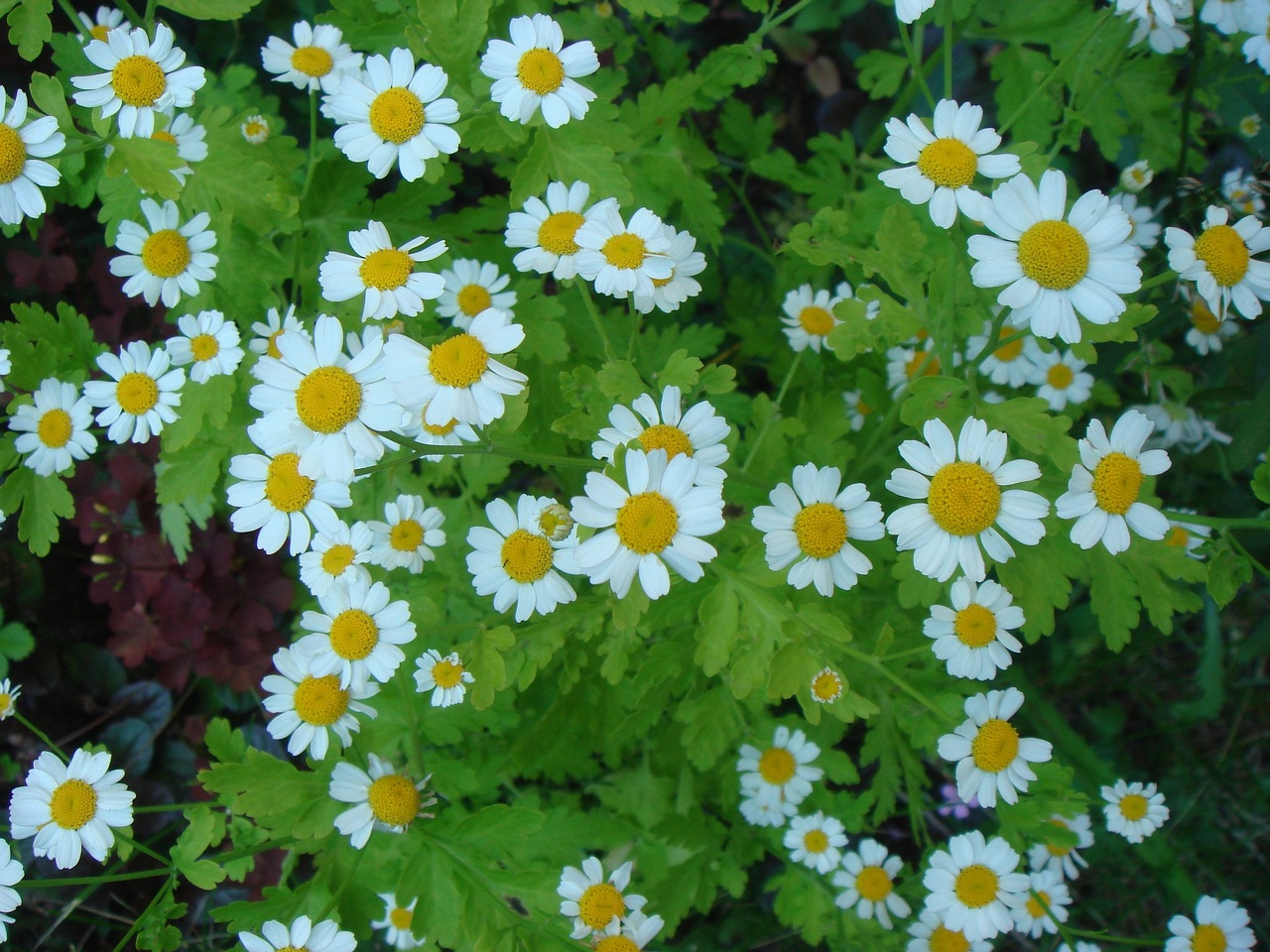 DSC01778