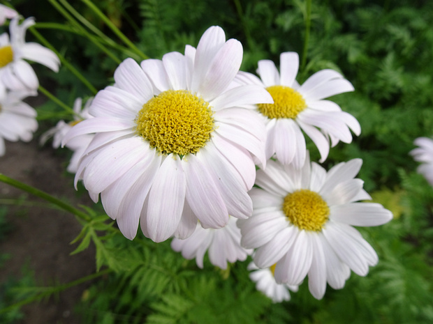 Пижма красная - Tanacetum coccineum