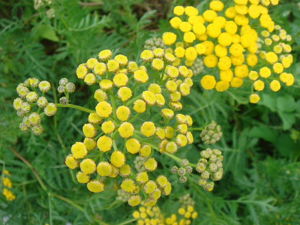 Пижма обыкновенная - Tanacetum vulgare