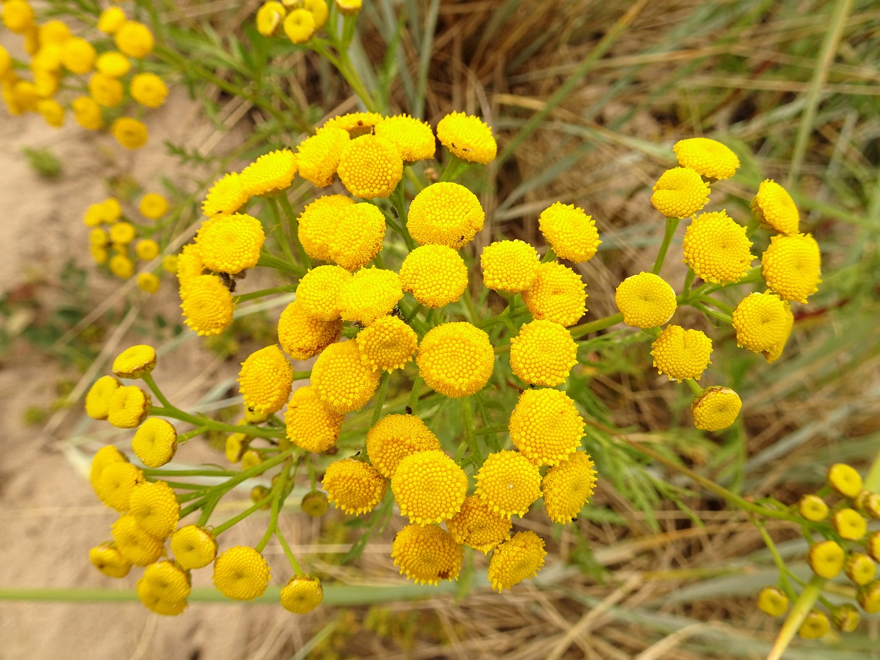 DSC00066