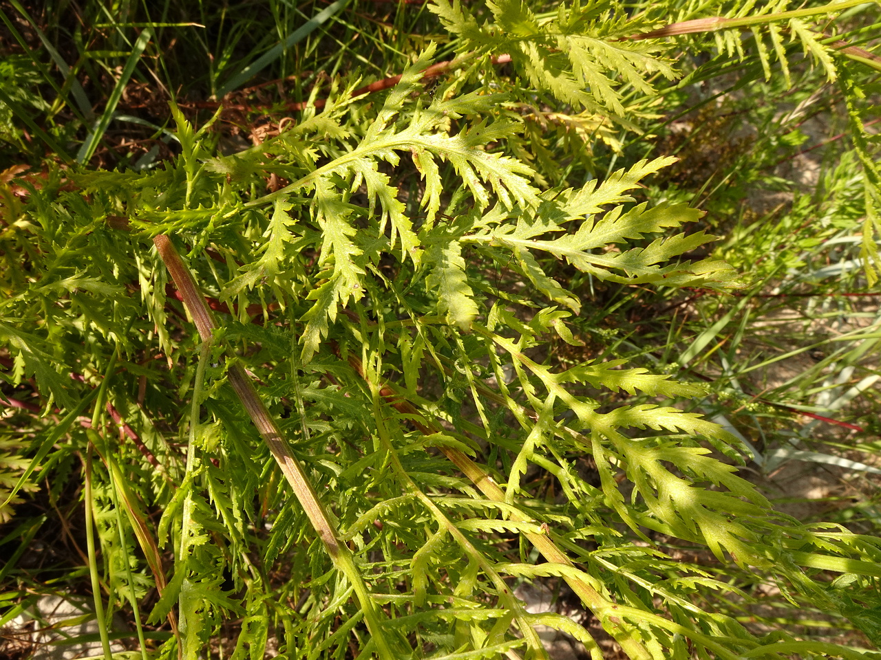 DSC04700