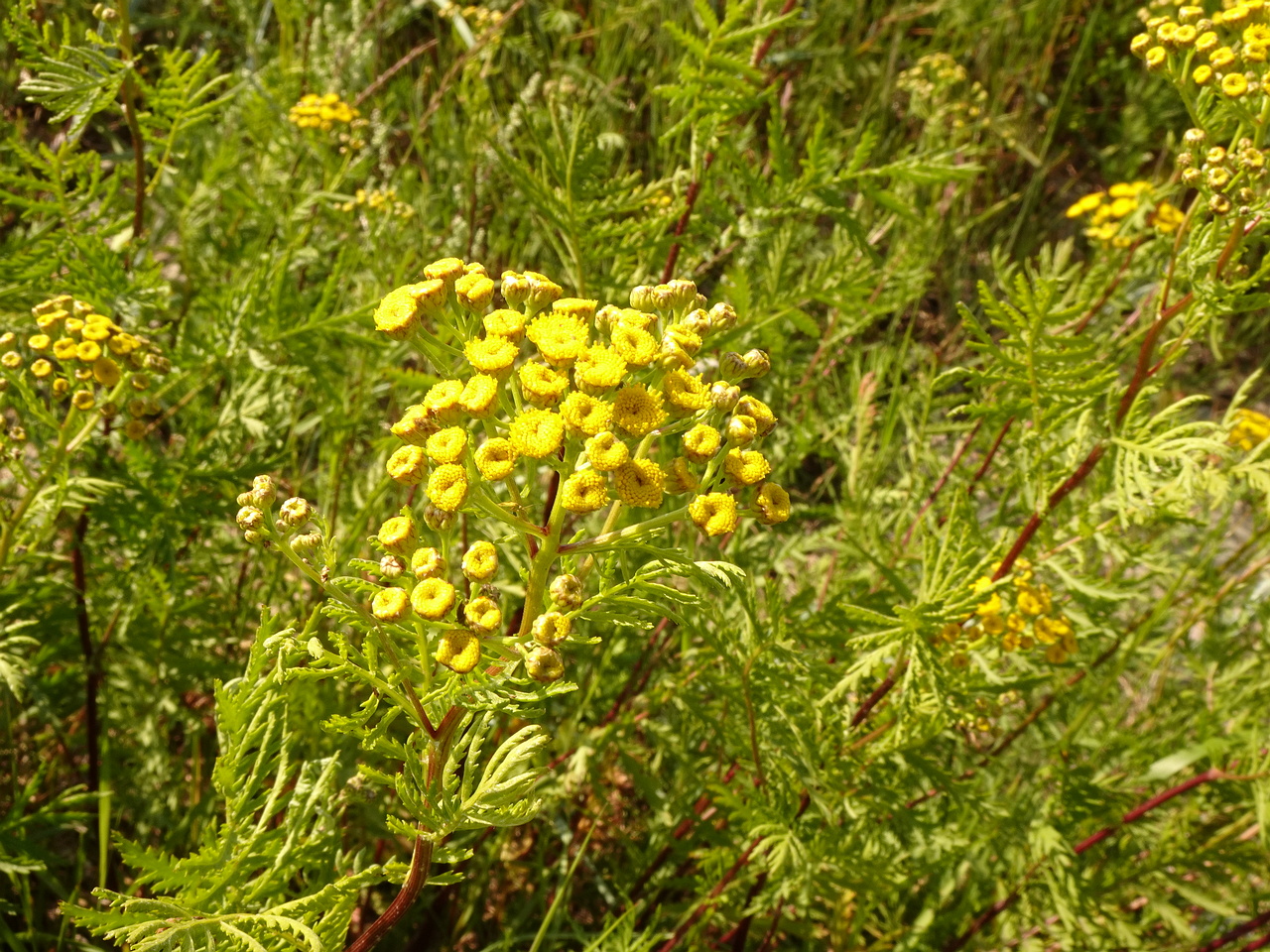 DSC04702