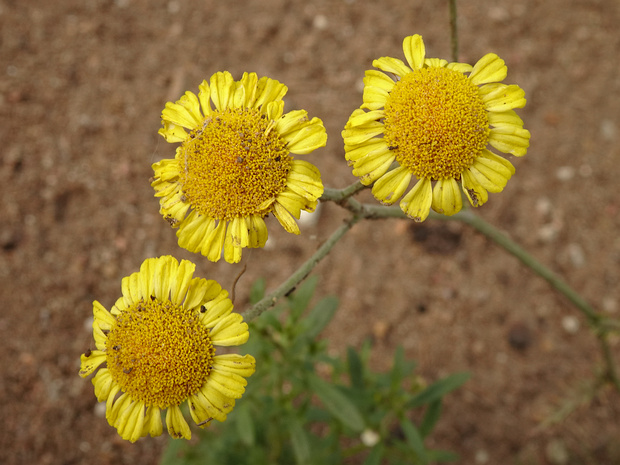 Пижма уральская - Tanacetum uralense