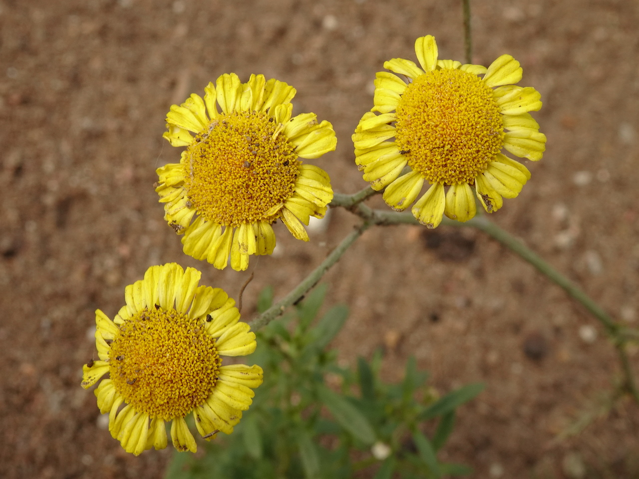 0DSC04300