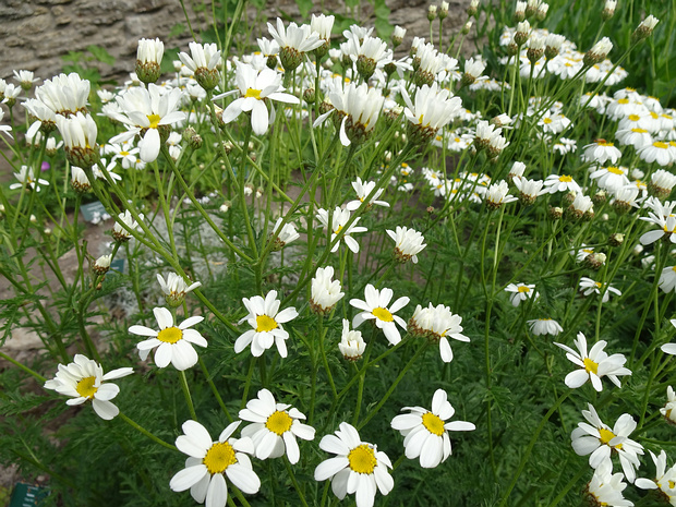 Пижма щитковая - Tanacetum corymbosum