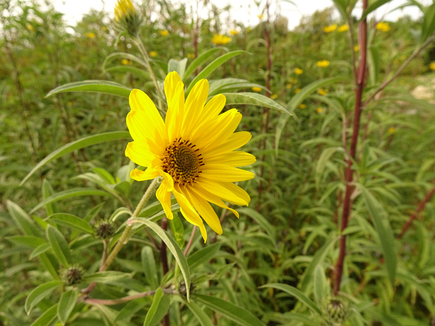 Подсолнечник Максимилиана - Helianthus maximilianii