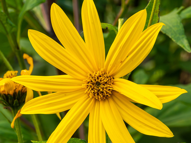 Подсолнечник клубненосный - Helianthus tuberosus