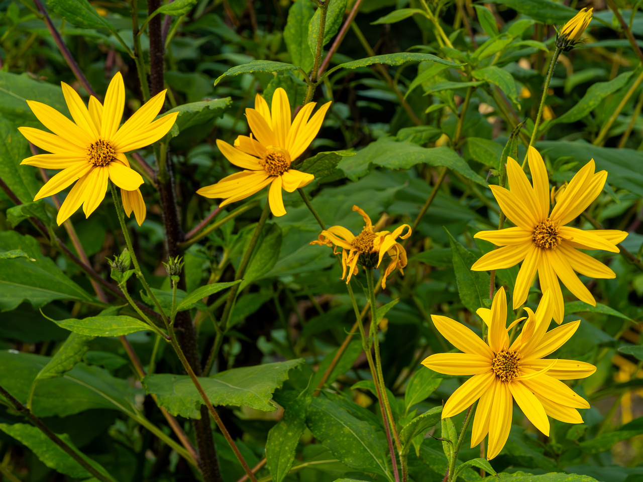 botanical_garden_tallinn_agricultural_plants-64