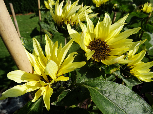Подсолнечник масличный 'Садовое Заявление' - Helianthus annuus 'Garden Statement'