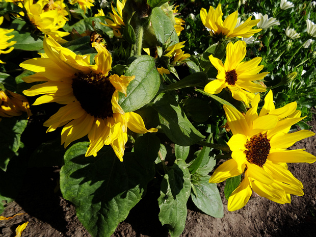 Подсолнечник масличный 'Sunstatic Yellow' - Helianthus annuus 'Sunstatic Yellow'