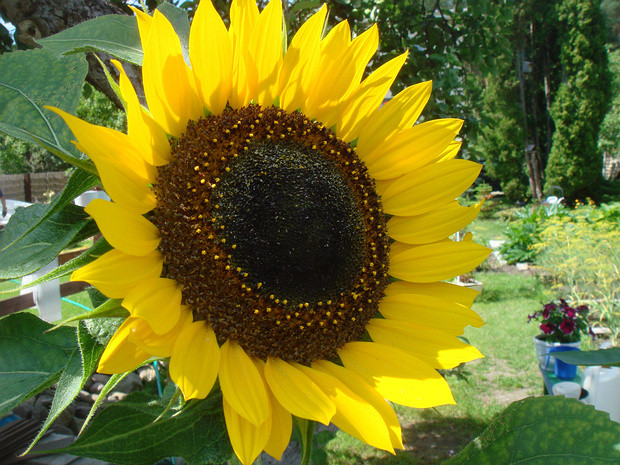 Подсолнечник масличный - Helianthus annuus
