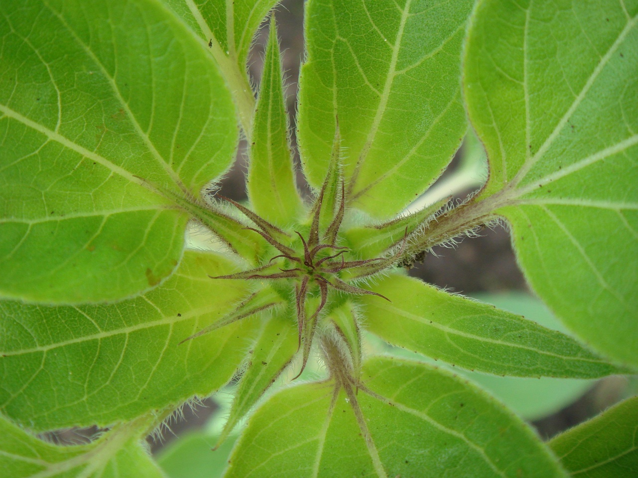 DSC06963