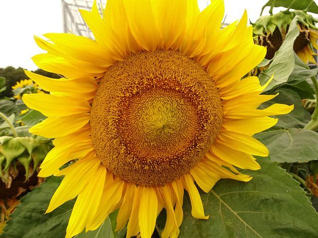 Подсолнечник однолетний 'Веснушка' - Helianthus annuus 'Sunspot'