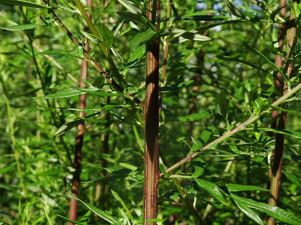Полынь Йомоги - Artemisia princeps