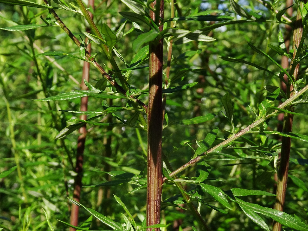 DSC03471