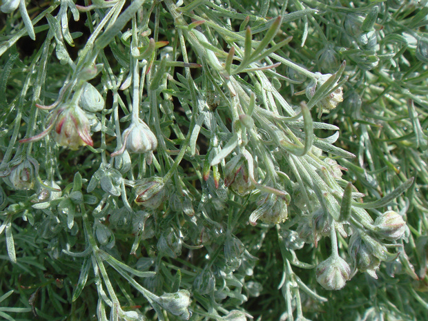 Полынь Шмидта 'Нана' - Artemisia schmidtiana 'Nana'