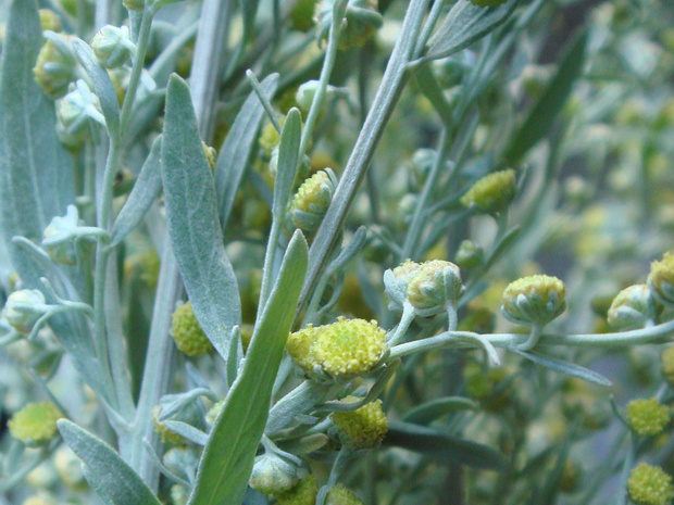 Полынь горькая - Artemisia absinthium